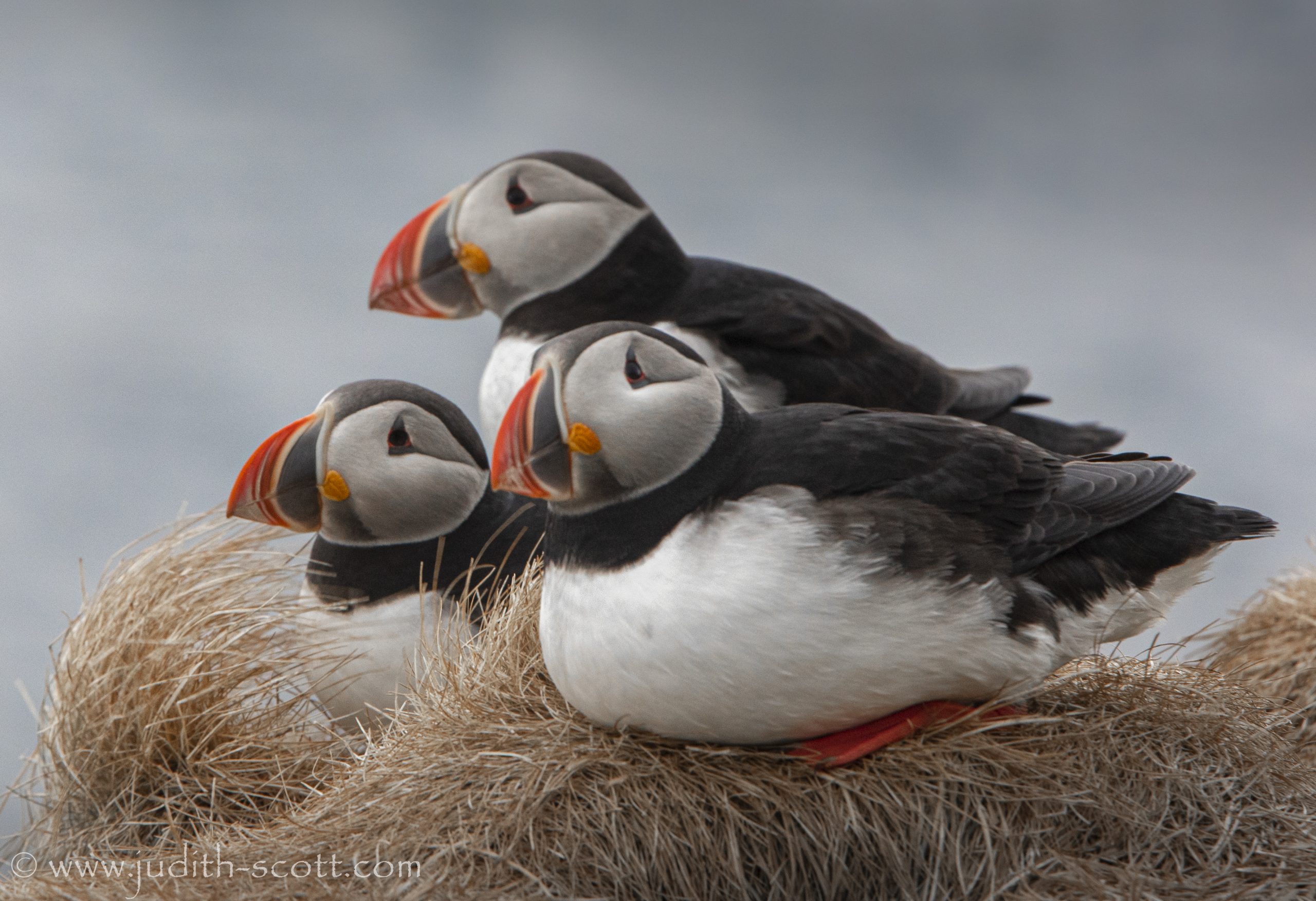 250619 3 puffins